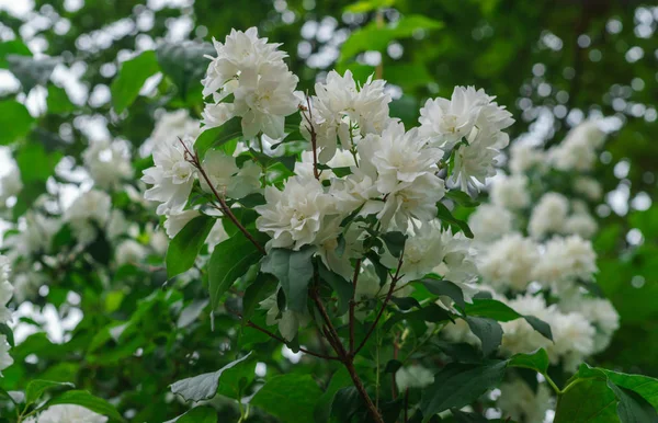 Jasmine bush with beautiful, terry, white flowers. — Stock Photo, Image