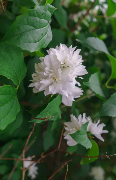 Krzew jaśminu z pięknymi, frotte, białymi kwiatami. — Zdjęcie stockowe