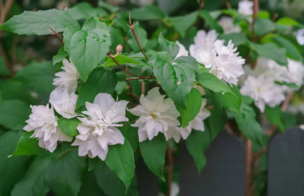 Arbusto de jazmín con hermosas flores blancas de rizo . —  Fotos de Stock