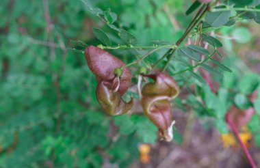 Bahçede güzel sarı turuncu çiçekler ve akasya yumurtalıkları.