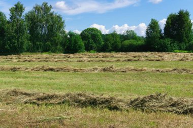 Temmuzun başında çimleri biçtim..