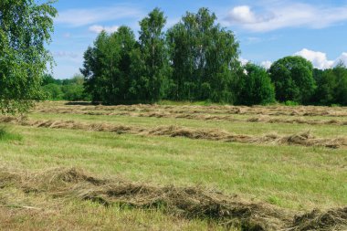 Temmuzun başında çimleri biçtim..