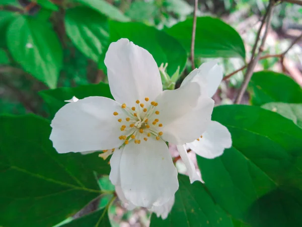 Bellissimi fiori di gelsomino bianco nel parco . — Foto Stock