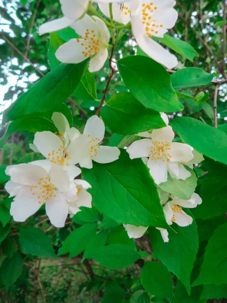 Beautiful, white jasmine flowers in the park. — Stock Photo, Image