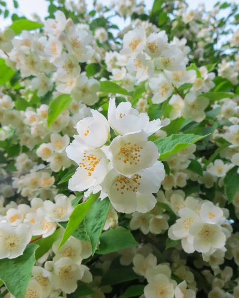 Beautiful, white jasmine flowers in the park. — Stock Photo, Image