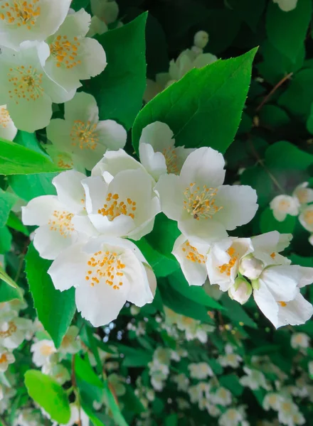 Hermosas flores de jazmín blanco en el parque . —  Fotos de Stock