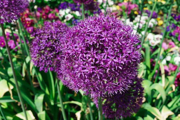 Righe di fiori primaverili piantati al parco . — Foto Stock