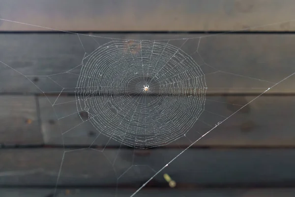 Una hermosa tela de araña con una araña, bajo el techo . —  Fotos de Stock