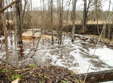 Ormandaki nehir yatağı. İlkbaharın başlarında orman manzarası.