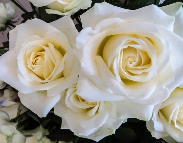 Bukiet pięknych białych róż w wazonie. — Zdjęcie stockowe