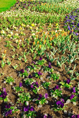 Baharın başlarında şehir bahçesindeki ilk çiçekler.
