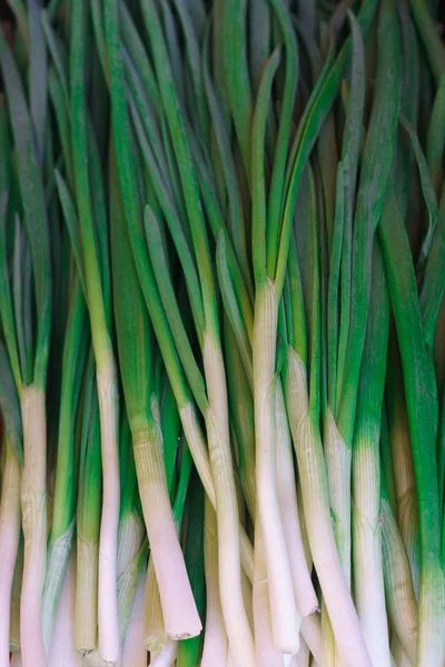 Plumas frescas de cebolla verde en el mercado . — Foto de Stock