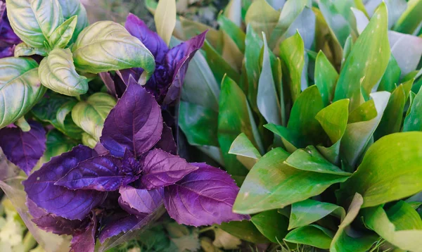 Fresh multicolored sprigs of basil in a box. — Stock Photo, Image