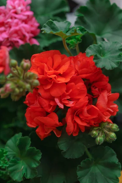 Um belo pelargonium multi-colorido em vasos de flores . — Fotografia de Stock