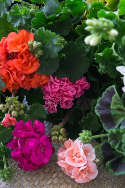 Eine schöne bunte Pelargonie in Blumentöpfen. — Stockfoto