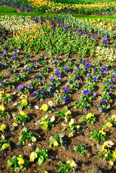 První květiny v městské zahradě na začátku jara. — Stock fotografie