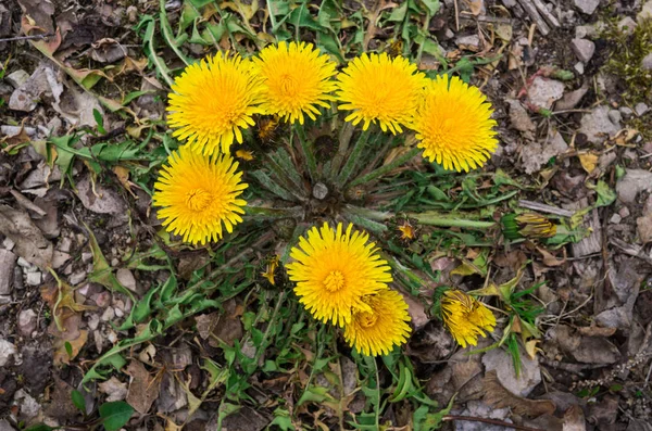 Die ersten gelben Löwenzahnblüten am Straßenrand . — Stockfoto