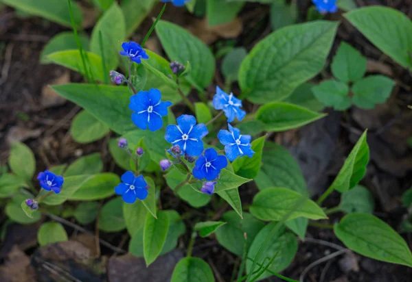 Pierwsze niebieskie kwiaty w miejskim ogrodzie wczesną wiosną. — Zdjęcie stockowe
