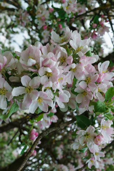 Blommande grenar av äppelträd, i en rustik trädgård. — Stockfoto