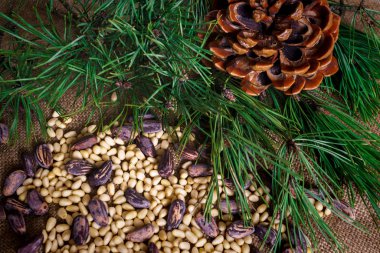 Kabukta sedir fındıkları ve masaya saçılmamış..