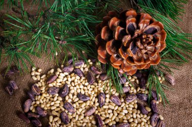 Kabukta sedir fındıkları ve masaya saçılmamış..