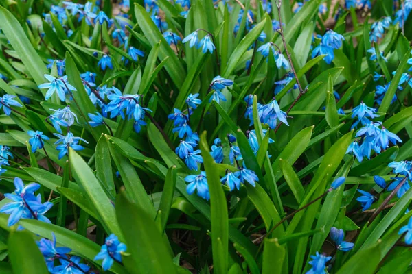 Die ersten Frühlingsblumen, die blauen Schneeglöckchen. — Stockfoto