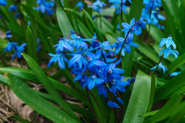 Die ersten Frühlingsblumen, die blauen Schneeglöckchen. — Stockfoto