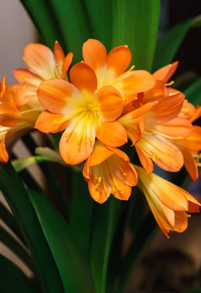 Um esplêndido ramo de flores florescentes de Klivia . — Fotografia de Stock