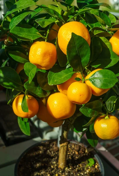 Çiçek saksısında Mandarin ağacı, meyvelerle birlikte..