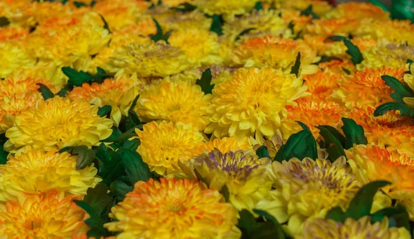 Schöne gelbe Chrysanthemenblume im Garten. — Stockfoto
