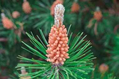 Genç çam erken yaz aylarında vuruyor..