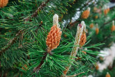 Genç çam erken yaz aylarında vuruyor..