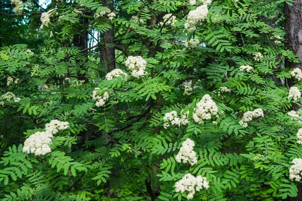 Luonnonvaraiset yhdeksän kaarnaa puiden rykelmä kukkia . — kuvapankkivalokuva
