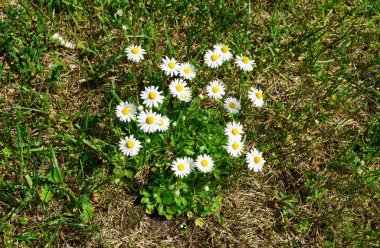 # Bir demet papatya #.