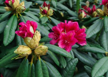 Baharda şehir parkında çok renkli rhododendronlar.