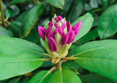 Baharda şehir parkında çok renkli rhododendronlar.