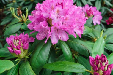Baharda şehir parkında çok renkli rhododendronlar.
