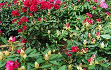 Baharda şehir parkında çok renkli rhododendronlar.