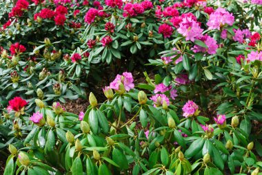 Baharda şehir parkında çok renkli rhododendronlar.
