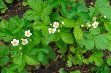 Yazın başında çiçek açan genç çalılar..