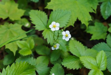 Vahşi çilekler açıyor, ilkbaharın başlarında ormanda..
