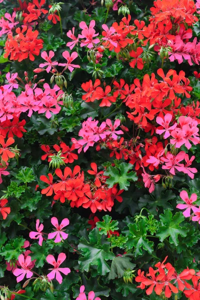 Flores de um gerânio colorido plantado no jardim . — Fotografia de Stock