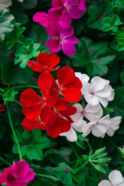 Blommor av en fÃ ¤rgfull geranium planteras i trÃ ¤dgÃ ¥rden. — Stockfoto