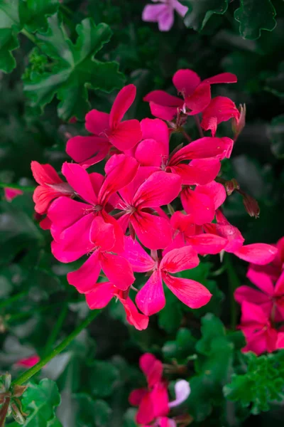 Blumen einer bunten Geranien im Garten gepflanzt. — Stockfoto