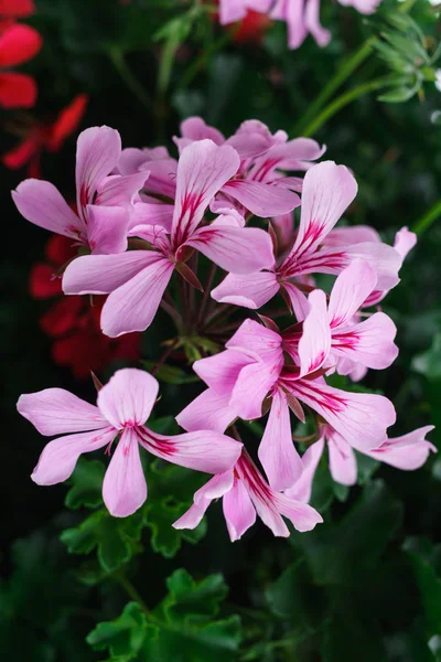 Λουλούδια από ένα πολύχρωμο γεράνι φυτεμένο στον κήπο. — Φωτογραφία Αρχείου