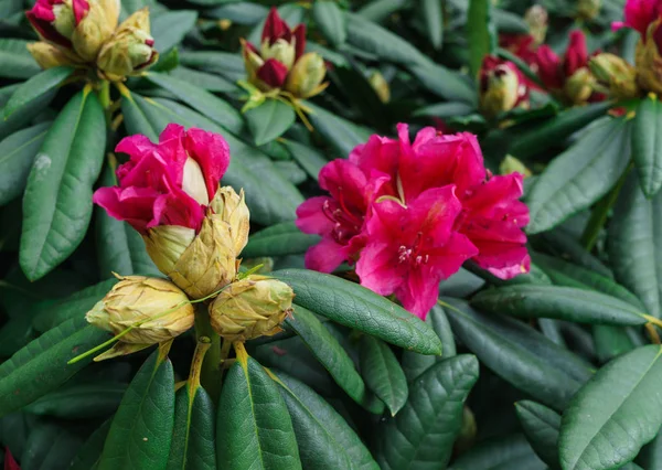 Multicolored rhododendrons in the city park in the spring. — Stock Photo, Image