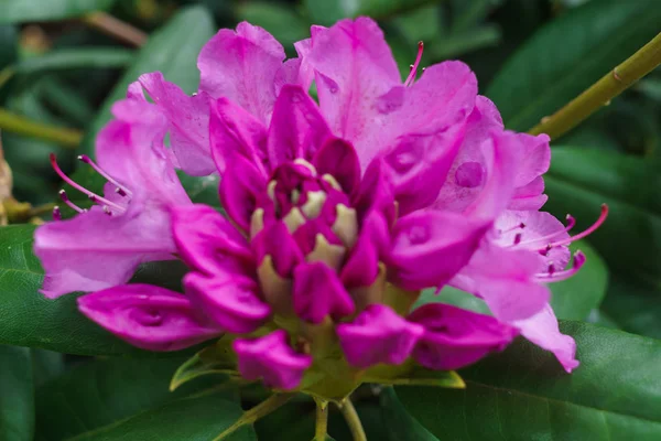 Rododendros multicolores en el parque de la ciudad en la primavera . —  Fotos de Stock