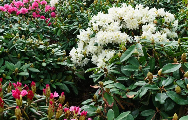 Rododendros multicolores en el parque de la ciudad en la primavera . — Foto de Stock