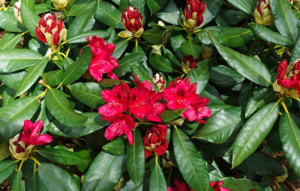 Multicolored rhododendrons in the city park in the spring. — Stock Photo, Image