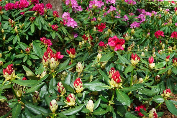 Baharda şehir parkında çok renkli rhododendronlar. — Stok fotoğraf